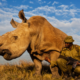 Saving The Rhinoceros