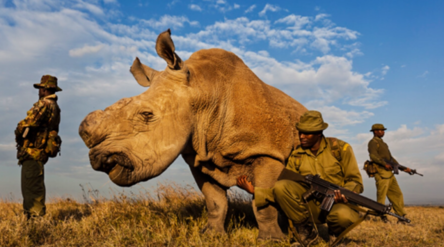 Rhino Anti-poaching Unit